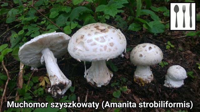 Muchomor szyszkowaty (Amanita strobiliformis) Jaworzno, смотреть онлайн