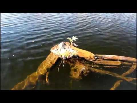 Ёдарма. 3-5 августа 2018 г. смотреть онлайн