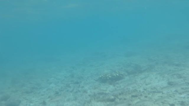 пляж Моалбоал, Филиппины - съёмки под водой