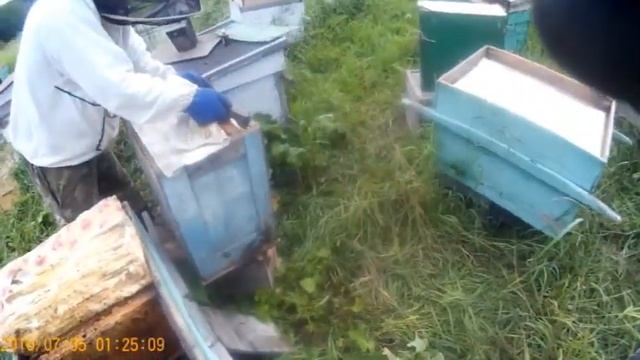 Работа на пасеке! Пересаживаем несколько роев в раз! смотреть онлайн
