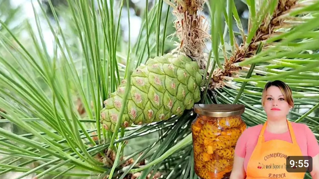 ЛЕЧЕБНАЯ НАСТОЙКА ИЗ ЗЕЛЁНЫХ ШИШЕК. 🌲🌲🌲КАК ПРОДЛИТЬ МОЛОДОСТЬ И УКРЕПИТЬ ОРГАНИЗМ.💚💯🫶 смотреть онлайн