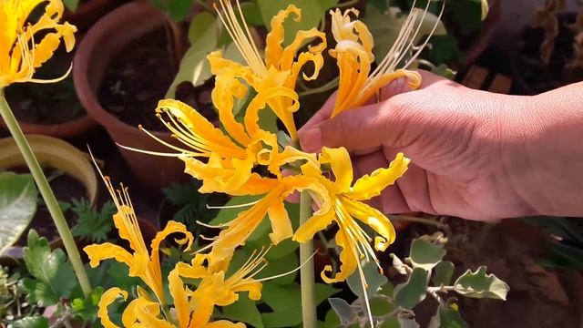 Golden Spider Lily / Lycoris Aurea Plant Care || How to Grow and Care Golden Spider Lily смотреть онлайн