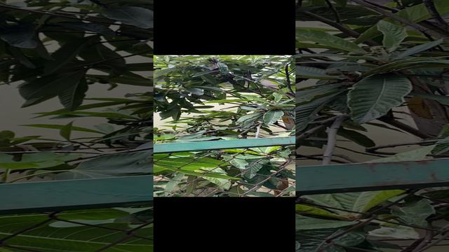 Мушмула и Инжир. смотреть онлайн