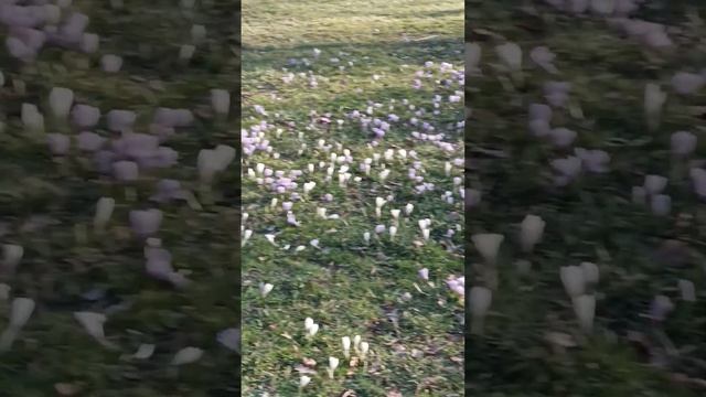 белые крокусы 1 смотреть онлайн