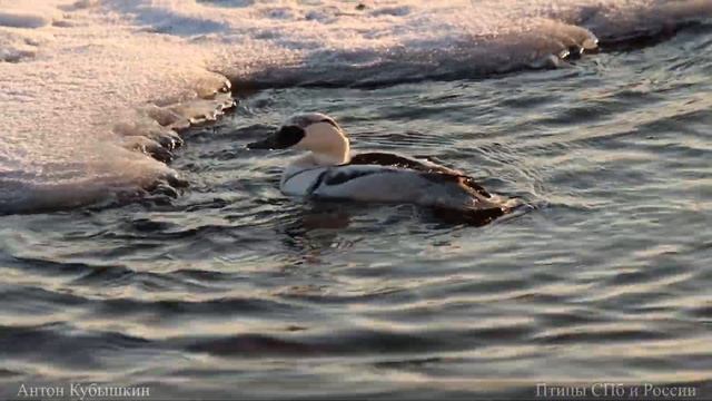 Малый крохаль (луток) Санкт-Петербург, Нева 21.12.2021 смотреть онлайн