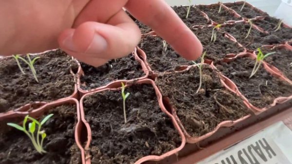 ПОСАДИЛ ПОМИДОР 8 МАРТА