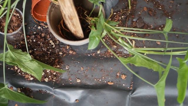 PLANKS FOR HOUSEPLANTS | Syngonium Mottled