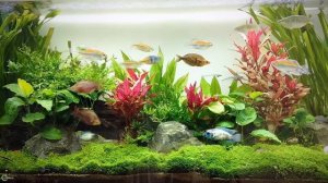 Наннакара голубой электрик — рыба твоей мечты!