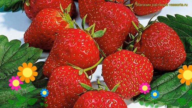 Земляника садовая Эльвира. Краткий обзор, описание характеристик fragaria ananassa Эльвира смотреть онлайн
