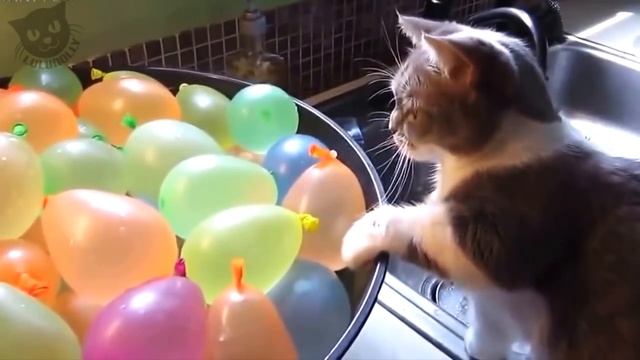 ? CATS VS BALLOONS ? FUNNY CATS COMPILATION ? смотреть онлайн