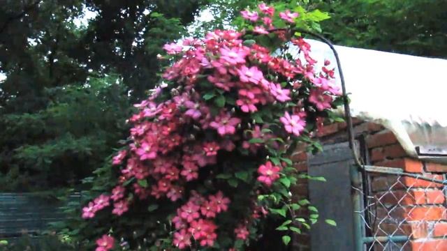 Клематис Ville de Lyon 29.06.2017г. смотреть онлайн