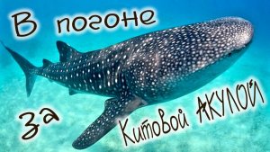 китовая акула в Карибском море