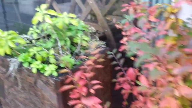 Спас на Крови смотреть онлайн