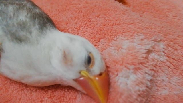 【文鳥】熟睡にもほどがある 「Java sparrow sleeping」 смотреть онлайн