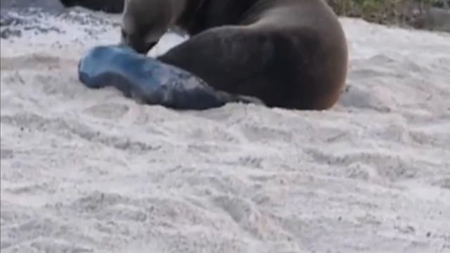 How Sea Lion giving birth on the shore? смотреть онлайн