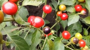 Вишенка,  Перец чили