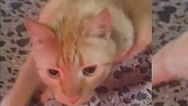 Cat Found Near a Creek Rolls Around on the Ground смотреть онлайн