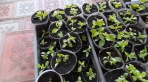 ПОЧЕМУ ГНИЮТ ЧЕРЕНКИ ПЕТУНИИ. ДЕЛЮСЬ СВОИМ ОПЫТОМ.