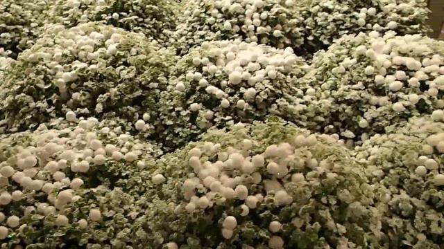 Soleirolia Soleirolii With Snow