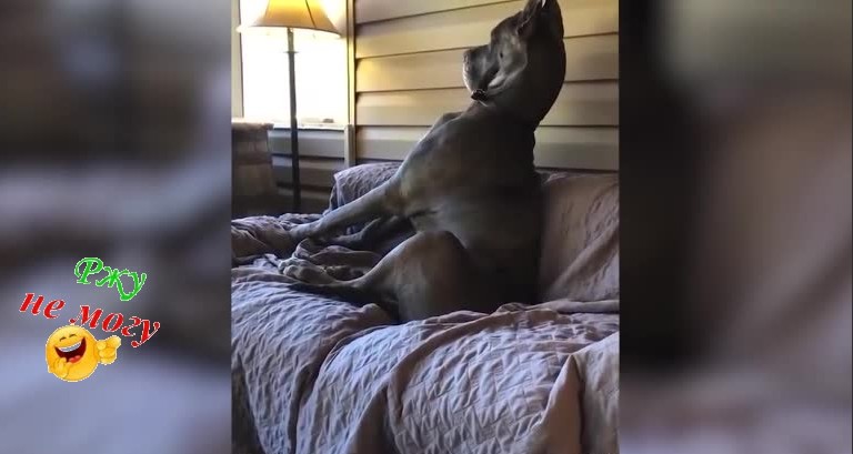 САМЫЕ СМЕШНЫЕ ВЗАИМООТНОШЕНИЯ ЖИВОТНЫХ И ЛЮДЕЙ... смотреть онлайн