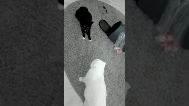 Что делать если коты ругаются! смотреть онлайн