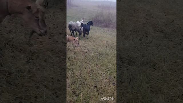 Экскурс по нашим козам,овцам / нубы или ламанча?♀️ смотреть онлайн