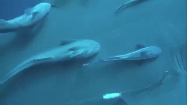 Shark Finning Infomercial