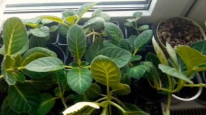 СУПЕР ПОДКОРМКА ГЛОКСИНИЙ ДЛЯ ОБИЛЬНОГО ЦВЕТЕНИЯ!!!