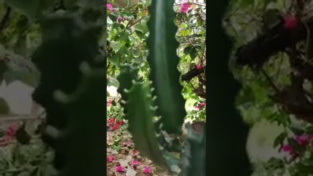 Kaktus Cereus Jamacaru.