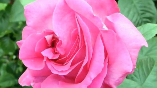 LYNN ANDERSON/// ROSE GARDEN//// JARDIN DE ROSAS смотреть онлайн