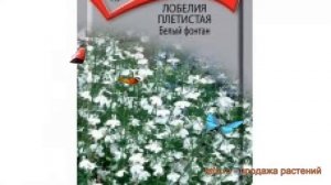 Лобелия плетистая Белый фонтан (belyy-fontan) ? обзор: как сажать, семена лобелии Белый фонтан