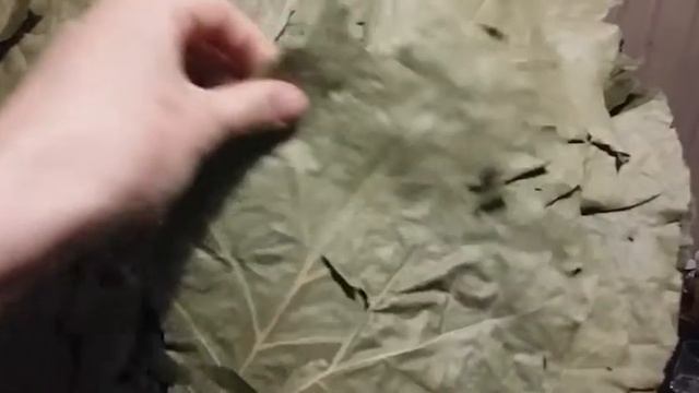 Обзор дубового веника из Канадского дуба Богатырского размера смотреть онлайн