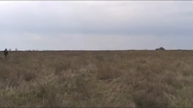 Дратхаар Брэд Черноморское 2015. смотреть онлайн