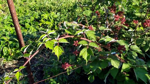 Плодоношення Японської малини сорту 