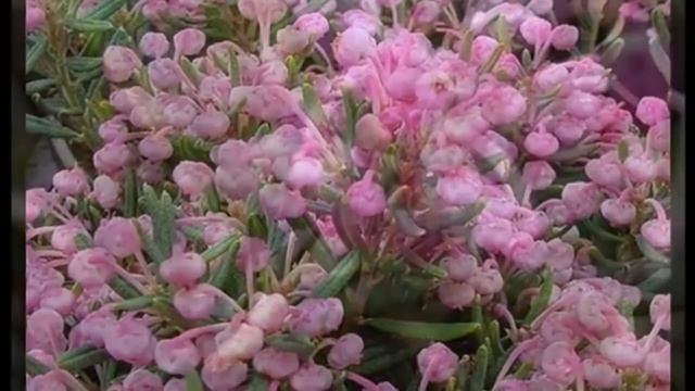 Растение Андромеда многолистная Andromeda Polifolia