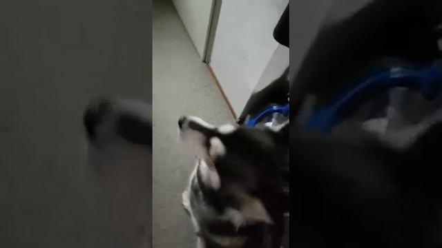 Лайка Кхалиси)) и Кира смотреть онлайн