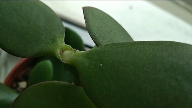 ДЕНЕЖНОЕ ДЕРЕВО. КАК ОТСЫХАЮТ И ОТВАЛИВАЮТСЯ ПЕНЁЧКИ ПОСЛЕ ОБРЕЗКИ И ФОРМИРОВАНИЯ? смотреть онлайн