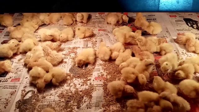 Перепела. Первый день жизни. Чем кормить и как пропаивать. смотреть онлайн