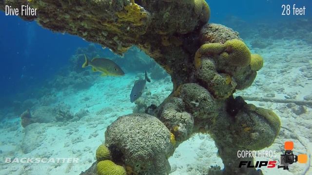 FLIP 5 for GoPro Hero 5 - Underwater Color Test смотреть онлайн
