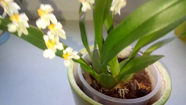 Oncidium Twinkle 'White Fantasy' - белый; смотреть онлайн