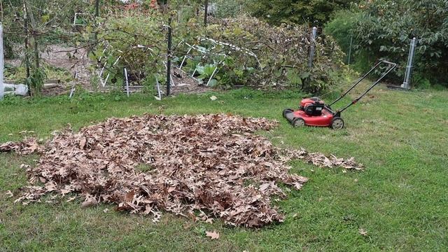 My 200 IQ Method for Getting FREE Mulch! смотреть онлайн