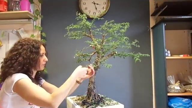 Crataegus monogyna Frini (First Work) смотреть онлайн