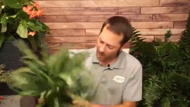 How to Create a Shade Garden смотреть онлайн