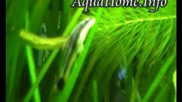 Отоцинклюс простой (Otocinclus affinis) смотреть онлайн