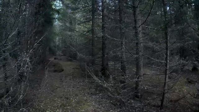 Сбор березового сока и поиск рогов лосей. смотреть онлайн