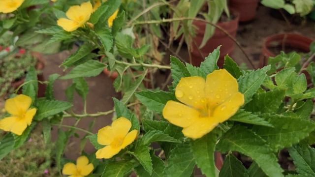 Yellow Alder-Turnera uses смотреть онлайн