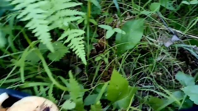 СОБИРАЕМ ЛИСИЧКИ . смотреть онлайн