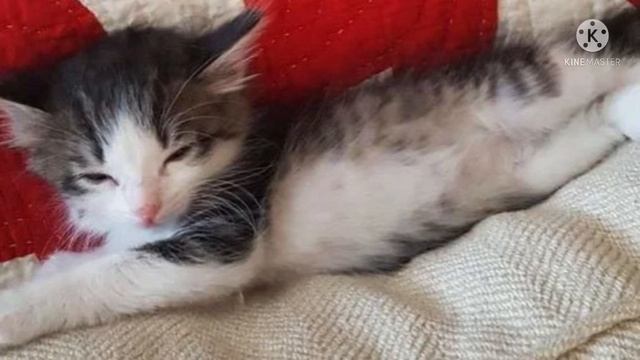 Муж прислал жене фото с вопросом «Можно, я заберу его домой?» смотреть онлайн