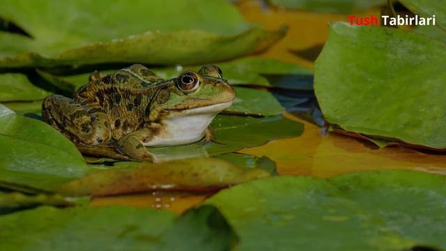 Тушда Курбака курса | Tushda Qurbaqa Ko'rsa