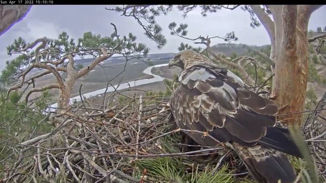 17.04.2022 15:11 Второе яйцо! смотреть онлайн